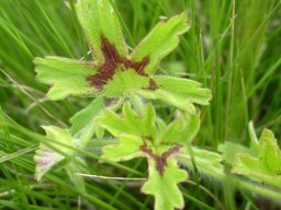 Pelargonium alchemilloides painter&#039;s dream leaves